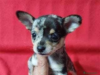 Chihuahua perros - Anuncio 1