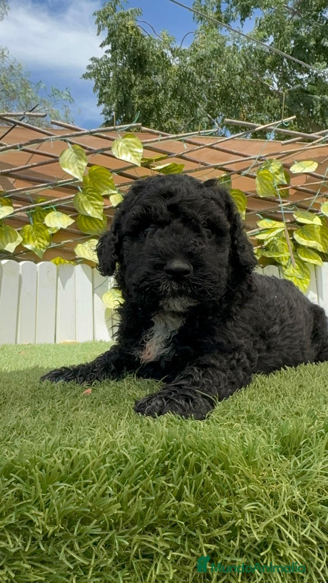 Perro de Agua Español perros en venta: PERRO DE AGUA ESPAÑOL - Imagen 2