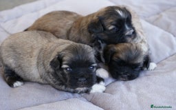 Maltipoo perros en venta: 🐾 Lotus, Maxi y Boom – Maltipoo miniatura 🐾 - Imagen 12