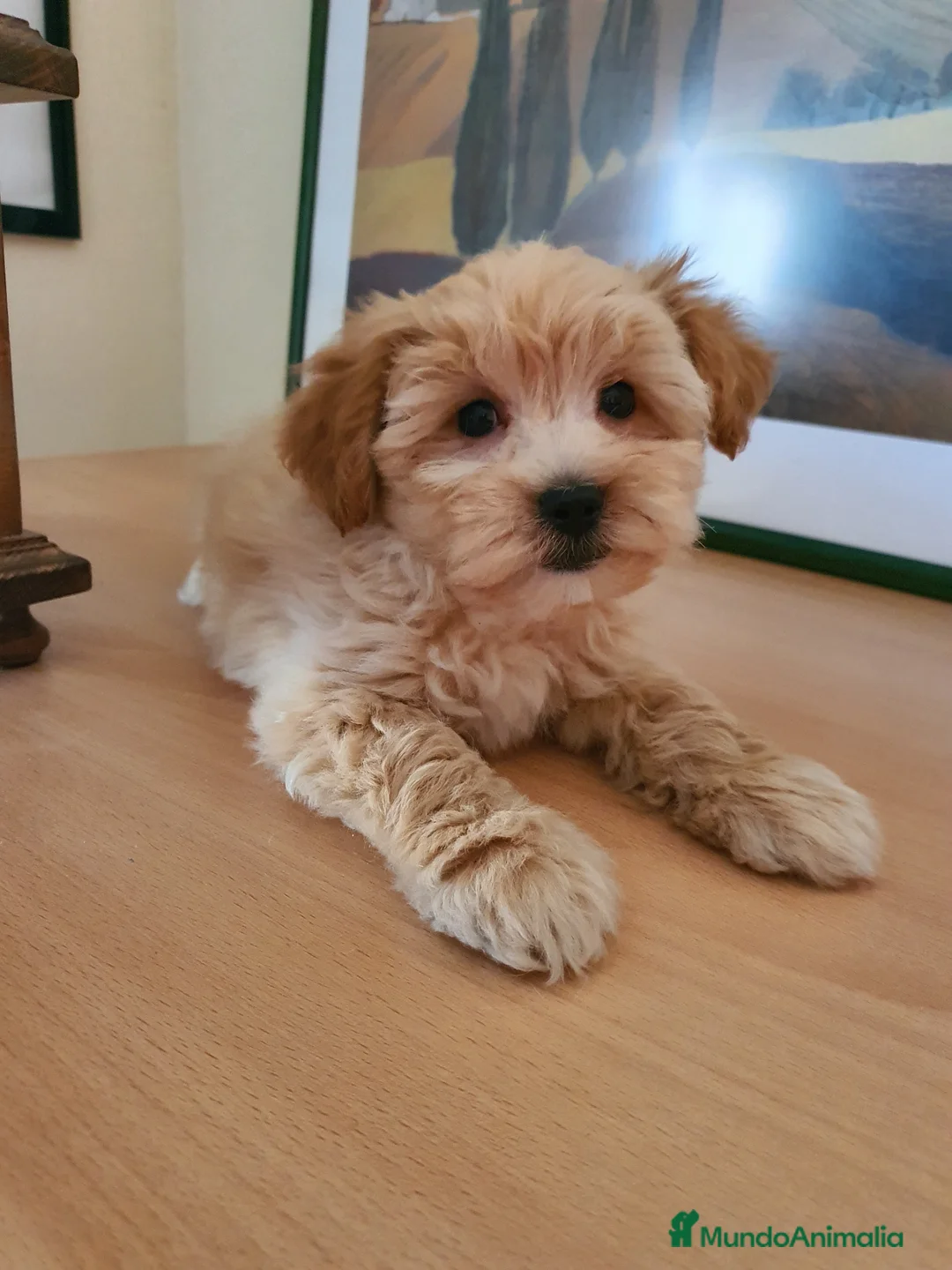Raza Mixta perros en venta: Maltipoo macho cachorro - Anuncio 1