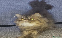 Persa gatos en venta: Gatito Persa disponible  - Imagen 4