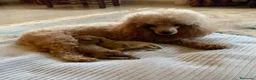 Caniche Enano perros en venta: Caniche enano apricot  - Anuncio 2