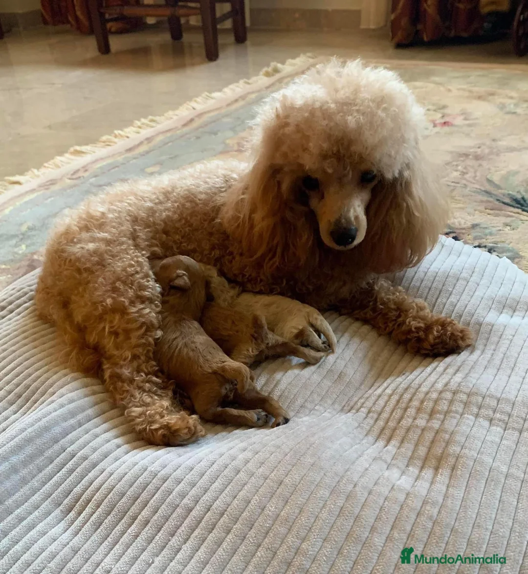 Caniche Enano perros en venta: Caniche enano apricot  - Anuncio 2