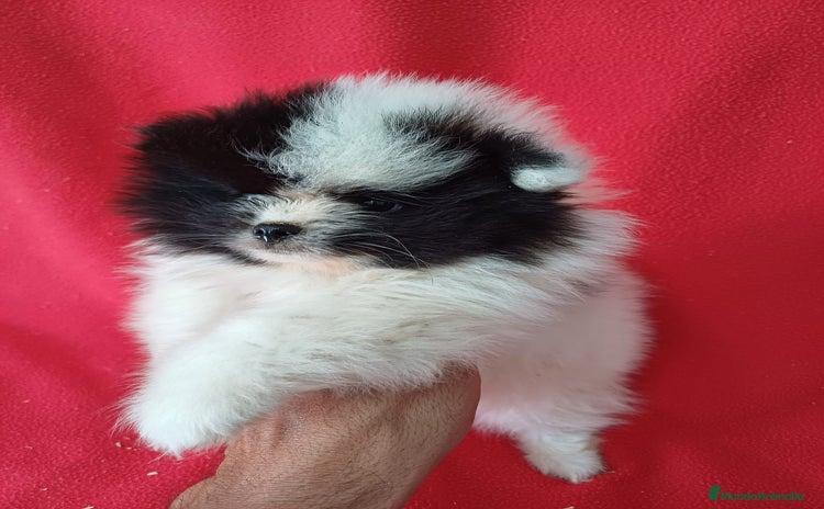 Pomerania perros - Propaganda 1