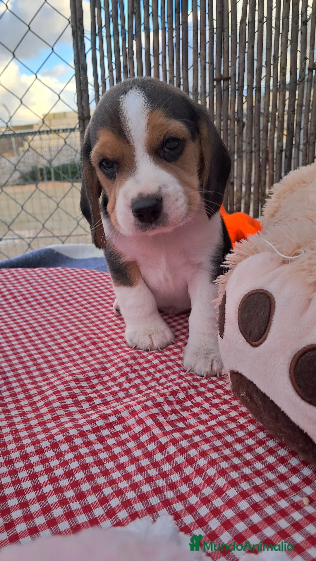 Beagle perros en venta: Bebés Beagles  - Anuncio 2