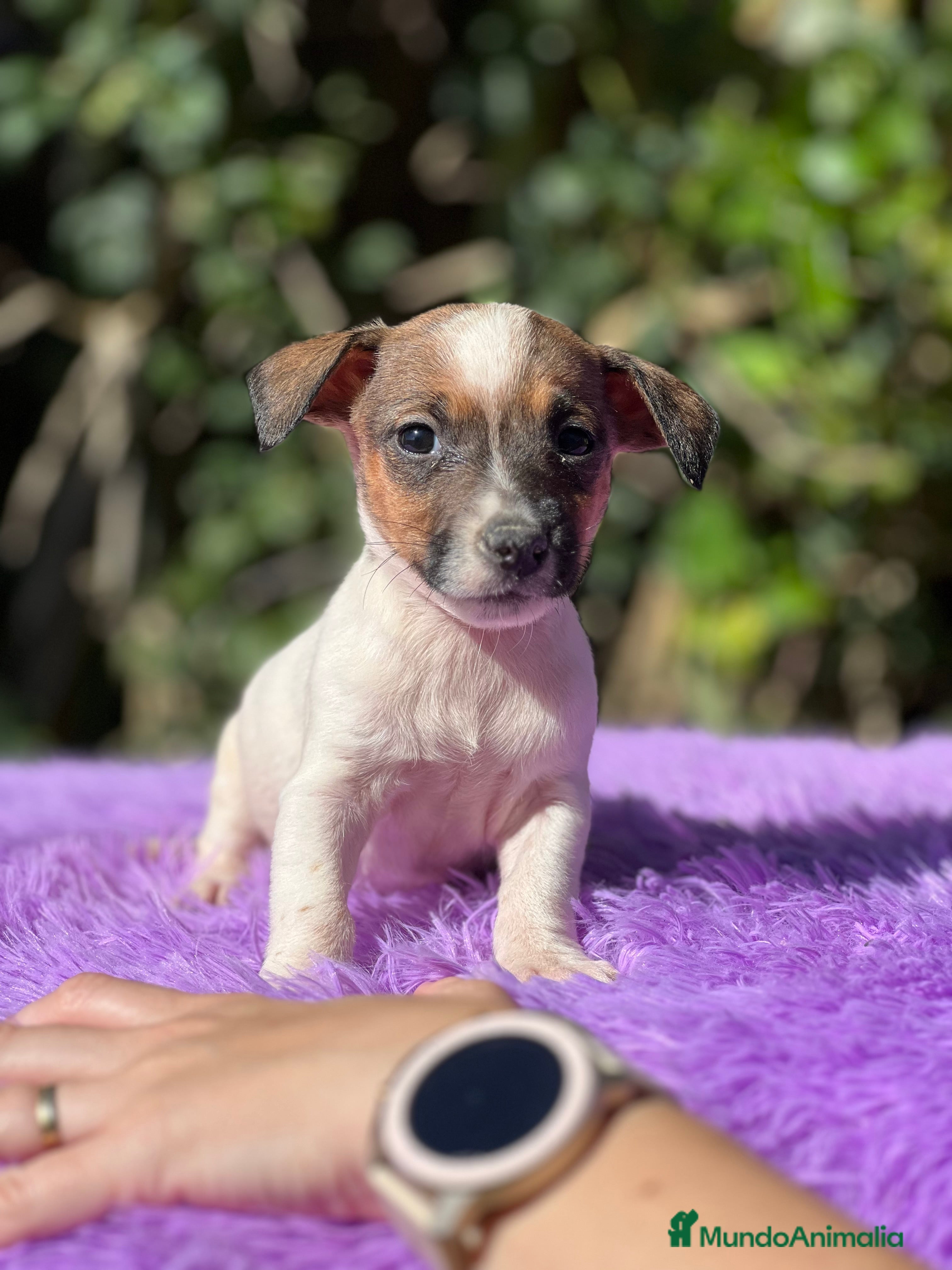 Jack Russell Terrier perros Jack Russell tricolor  - Anuncio 19