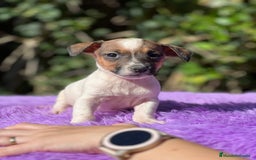 Jack Russell Terrier perros en venta: Jack Russell tricolor  - Imagen 1