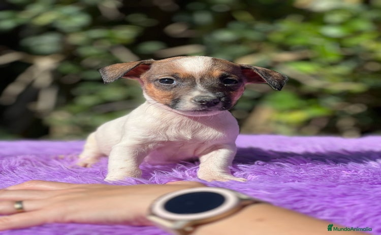 Jack Russell Terrier perros - Anuncio 4