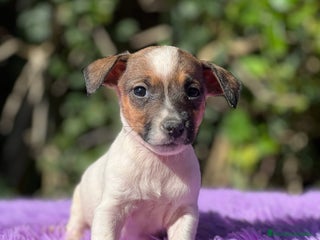 Jack Russell Terrier perros - Anuncio 3