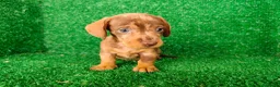 Teckel Miniatura perros en venta: Teckel miniatura  - Anuncio 5