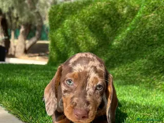 Teckel perros TECKEL MINIATURA /////CACHORROS - Anuncio 29