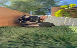 Chihuahua perros en venta: CHIHUAHUA HEMBRA - Imagen 12