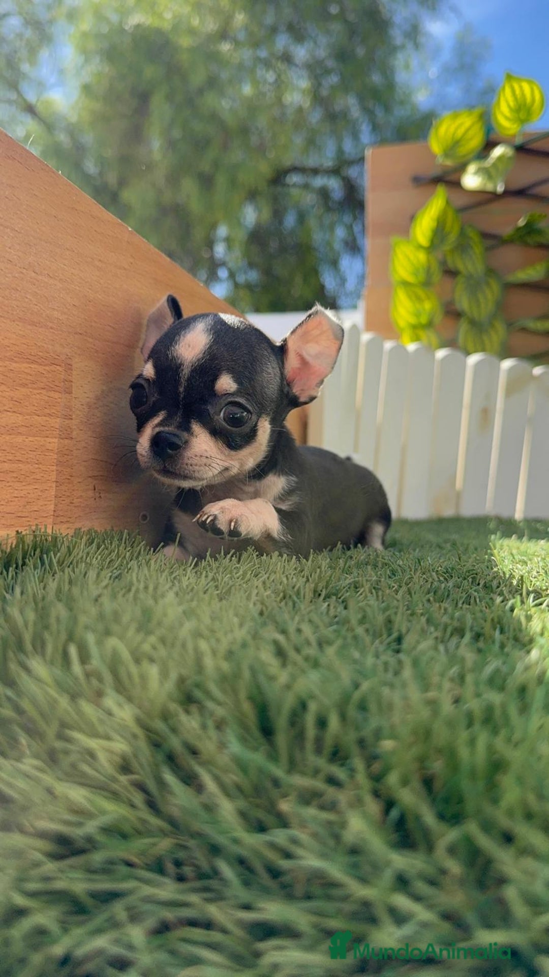 Chihuahua perros en venta: CHIHUAHUA HEMBRA - Imagen 12