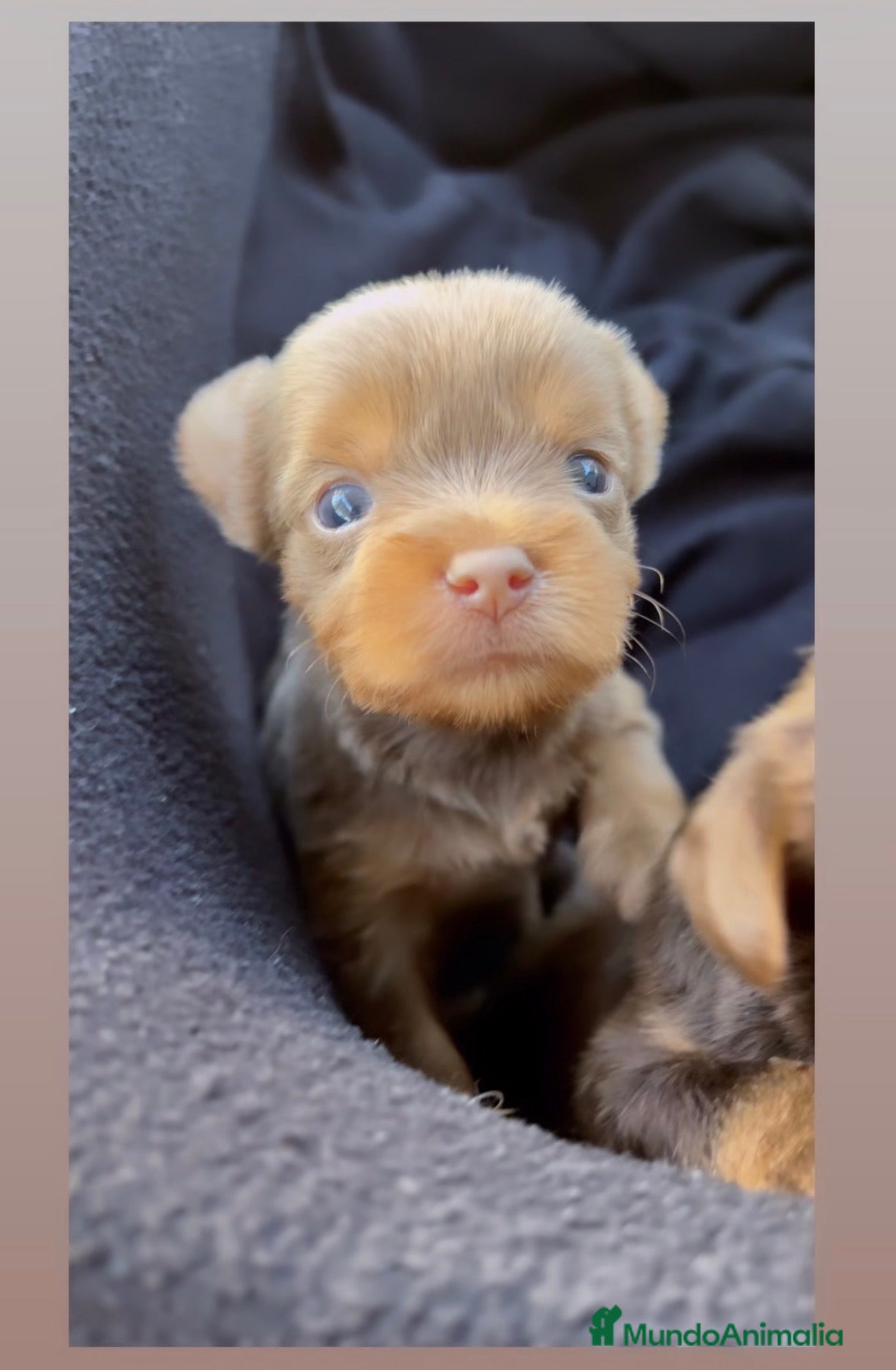Yorkshire Terrier perros YORKSHIRE CHOCOLATE CACHORROS - Anuncio 2