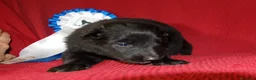 Pastor Belga Groenendael perros en venta: pastor belga groenebdarl de campeones de españa - Anuncio 5