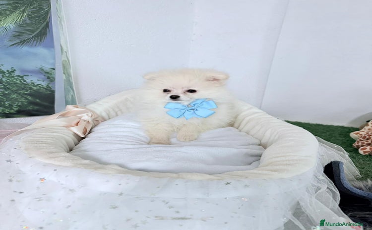 Pomerania perros - Anuncio 1