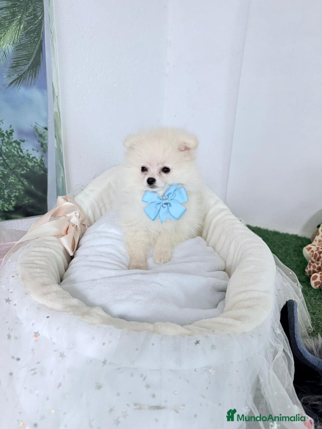 Pomerania perros en venta: Pomerania mini - Imagen 1