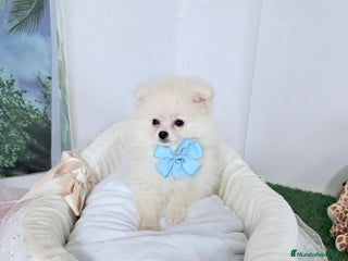 Pomerania perros - Anuncio 11
