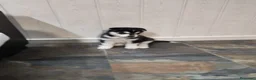Husky Siberiano perros en venta: Pareja de Husky siberiano - Anuncio 5