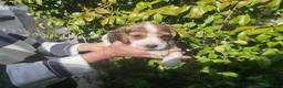 Beagle perros en venta: Preciosos Cachorritos de Beagle  - Anuncio 3