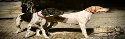 Pointer perros en venta: Benidorm Caraby pointer inglés  - Anuncio 7