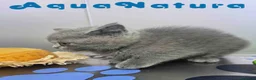 Británico de Pelo Corto Azul gatos en venta: British Hembra 6346 AQUANATURA - Anuncio 3