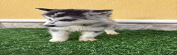 Husky Siberiano perros en venta: Cachorro macho de Husky siberiano  - Anuncio 2