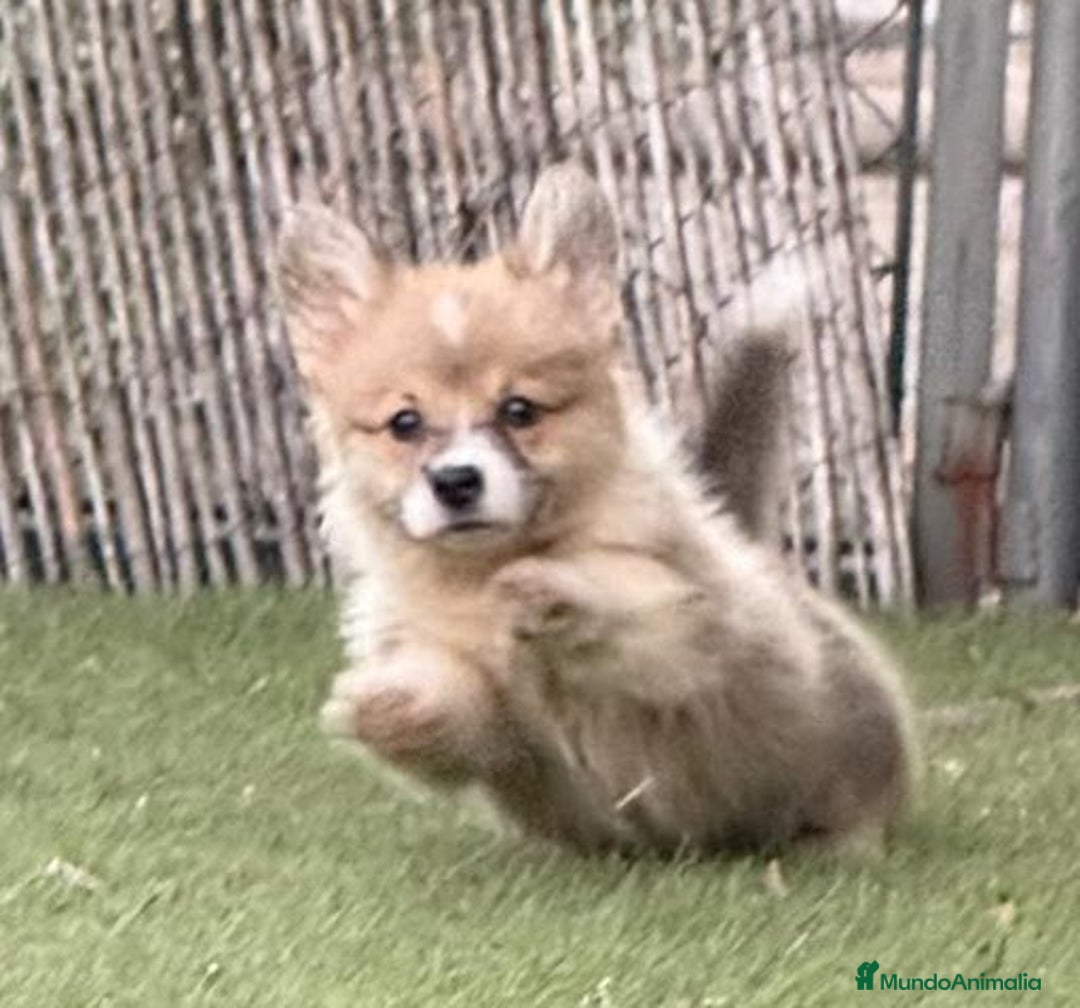 Welsh Corgi Pembroke perros en venta: Corgi pembroke excepcional  - Anuncio 7