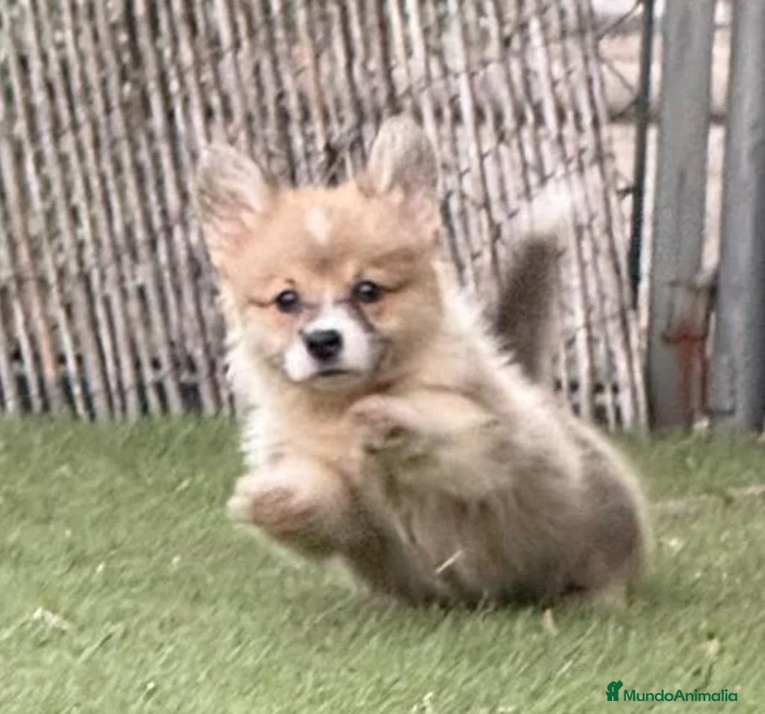 Welsh Corgi Pembroke perros en venta: Corgi pembroke excepcional  - Anuncio 8