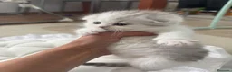 Scottish Fold gatos en venta: Scottish fold - Anuncio 3