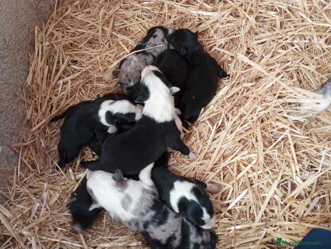 Border Collie perros en venta: Border collie - Imagen 3