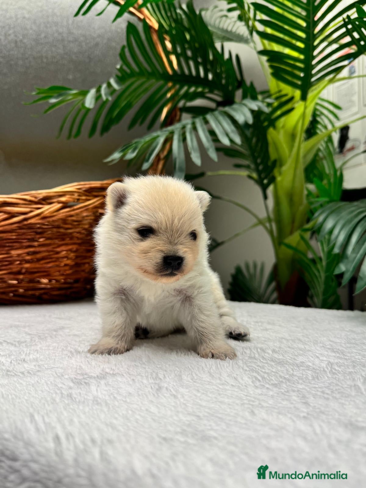 Pomerania perros POMERANIA  - Anuncio 1