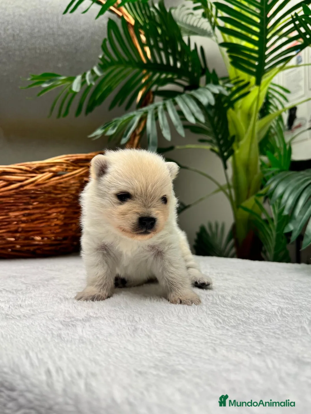 Pomerania perros en venta: POMERANIA  - Anuncio 1