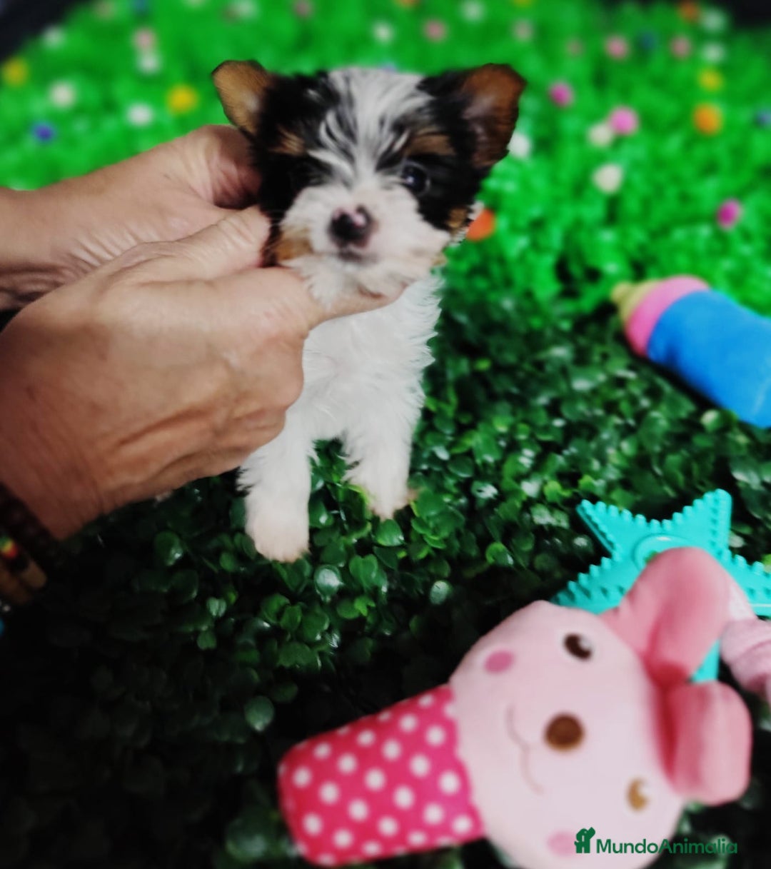 Biewer Yorkshire Terrier a la Pom Pon perros en venta: Yorkshire biewer toy  - Anuncio 14