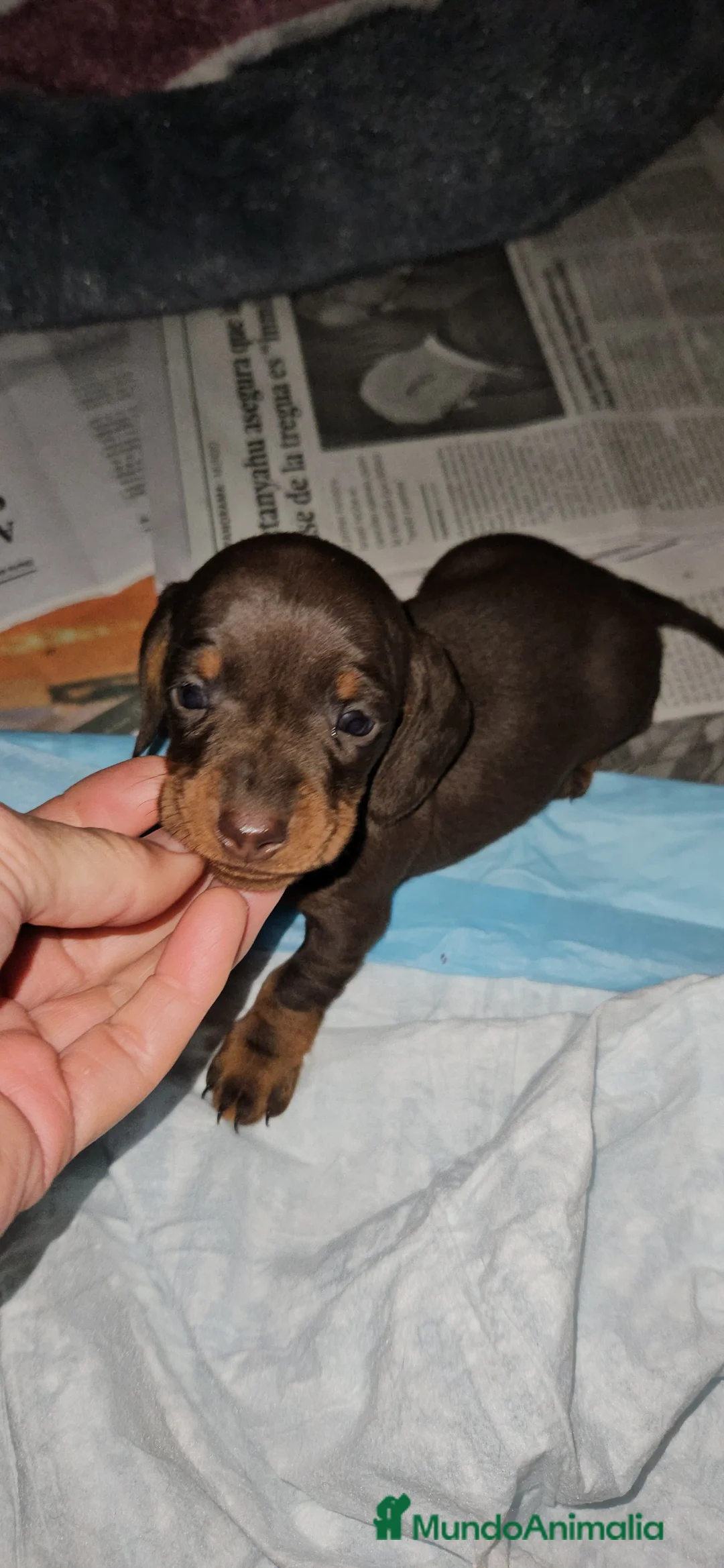 Teckel perros en venta: Teckel miniatura  - Anuncio 1