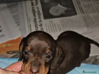 Teckel perros Teckel miniatura - Anuncio 2