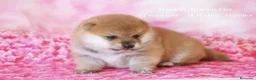 Shiba Inu perros en venta: SHIBA INU CACHORROS  - Anuncio 3