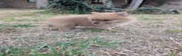 Spitz pequeño - Kleinspitz perros en venta: Kleinspitz pomeranias  - Anuncio 3