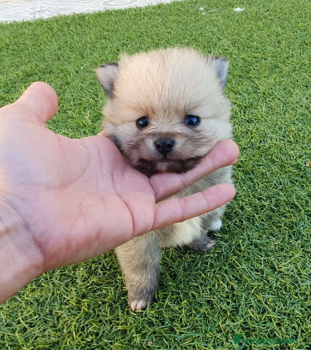 Pomerania perros en venta: Pomerania Mini Macho - Anuncio 5