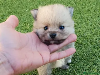 Pomerania perros Pomeranias Mini Preciosos - Anuncio 5