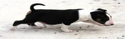 Bull Terrier perros en venta: Bull Terrier  - Anuncio 29
