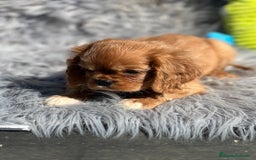 Cavalier King Charles Spaniel perros en venta: Cavalier rubi  - Imagen 1