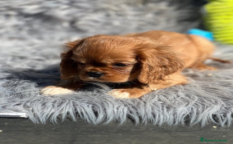 Cavalier King Charles Spaniel perros - Anuncio 17
