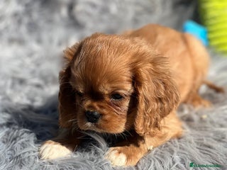 Cavalier King Charles Spaniel perros - Anuncio 27