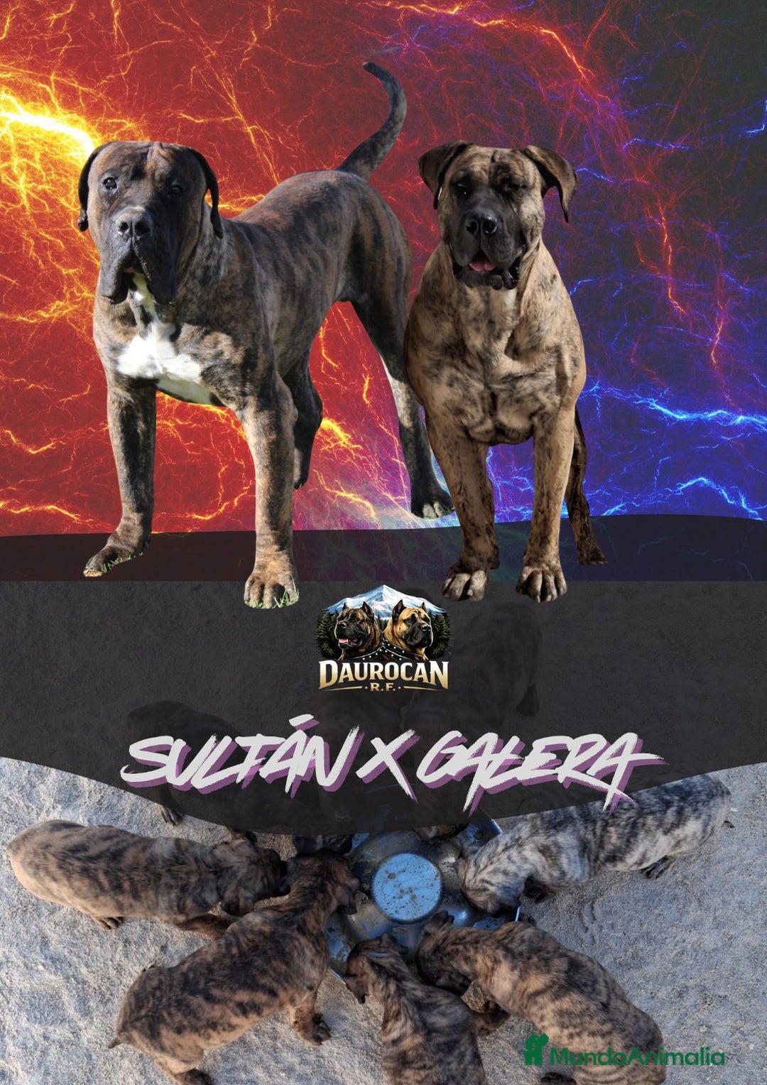 Presa Canario perros en venta: Presa canario - Anuncio 1
