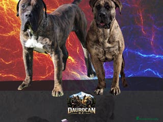 Presa Canario perros Presa canario - Anuncio 31