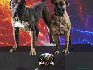 Presa Canario perros Presa canario - Anuncio 2