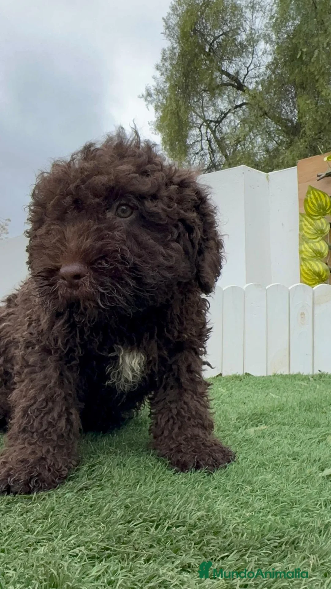 Perro de Agua Español perros en venta: PERRO DE AGUA MACHO - Anuncio 10