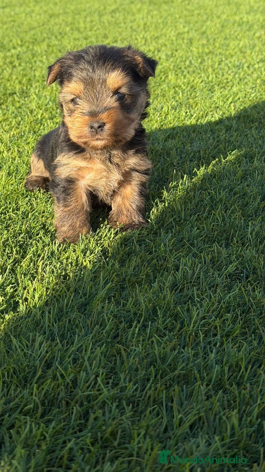Yorkshire Terrier perros en venta: Yorkshire terrier Toy machos disponibles  - Anuncio 1