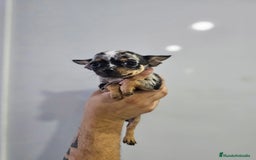 Chihuahua perros en venta: Increíbles chihuahuas toy merles - Imagen 2